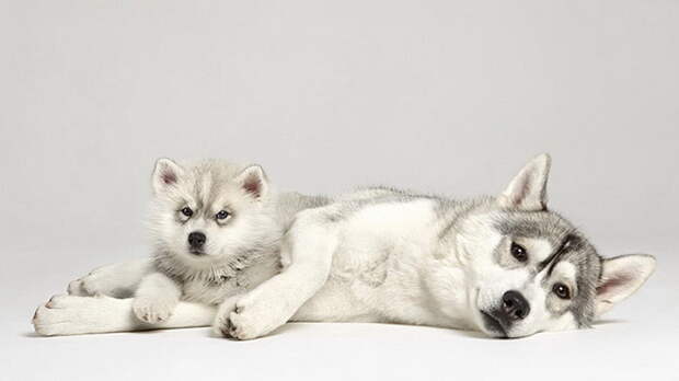 Отношения между щенками в фотографиях Shaina Fishman