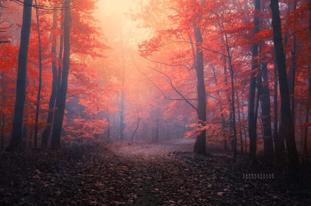 _alef__by_janek_sedlar-d5ylc4q (700x464, 447Kb)