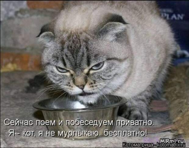 Новые крутые котоматрицы первой недели октября (50 фото) Новые крутые котоматрицы первой недели октября (50 фото)