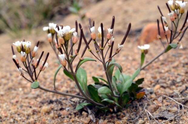 Арабидопсис является первым растением, выпустившим цвет в космосе. Срок  жизни составляет лишь 40 суток. #Matla_Flowers #интересно_знать | Plants,  Flowers