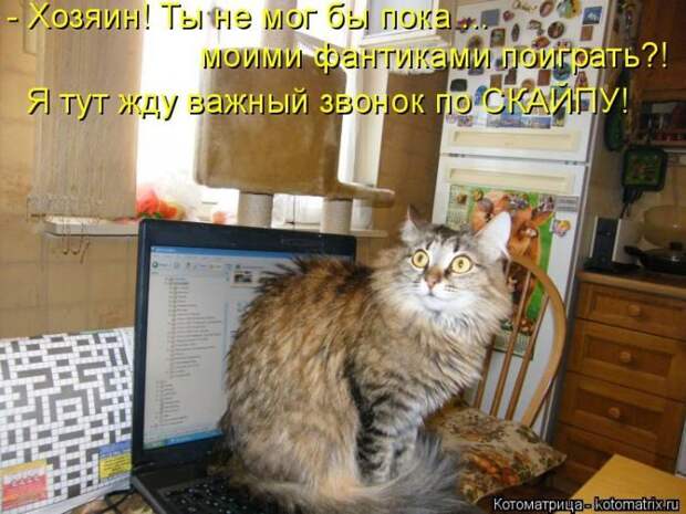 Лучшие котоматрицы недели
