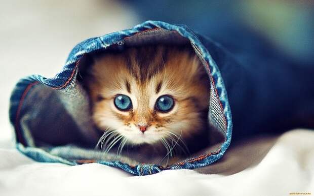 котики милые котики фото