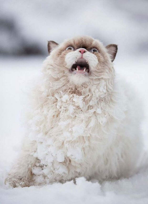 животные которые готовы к зиме 
