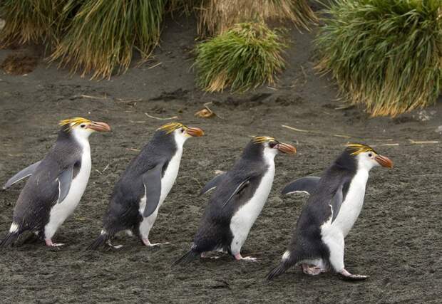 Маккуори – крошечный зелёный остров, где правят пингвины Маккуори, остров, пингвины