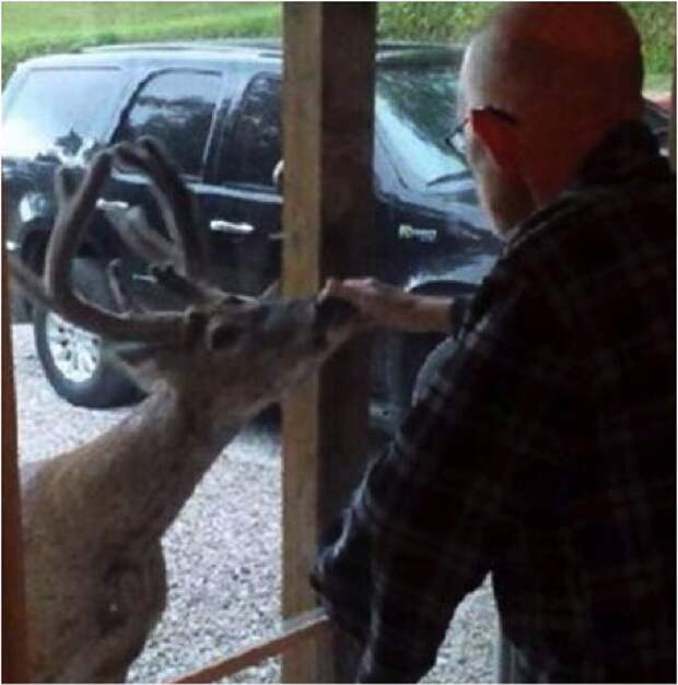 mj-godupdates-deer-visits-dying-dad-2