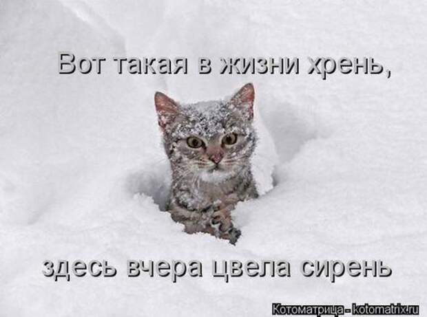 Котоматрицы(картинки с надписями)