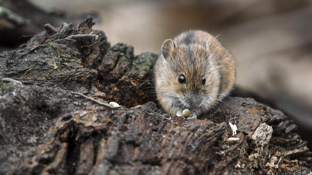 Валерий Субачев
