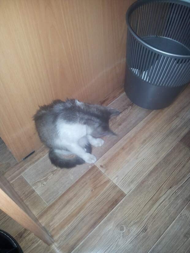Неожиданный гость Неожиданный гость гость, котенок