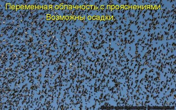 Котоматрица