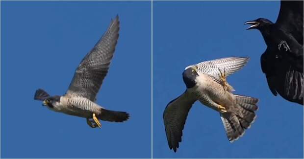 Сапсан: мастер аэродинамики в мире пернатых хищников