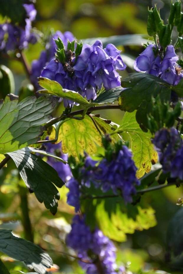 Борец Хемсли, или Аконит Хемсли (Aconitum Hemsleyanum)