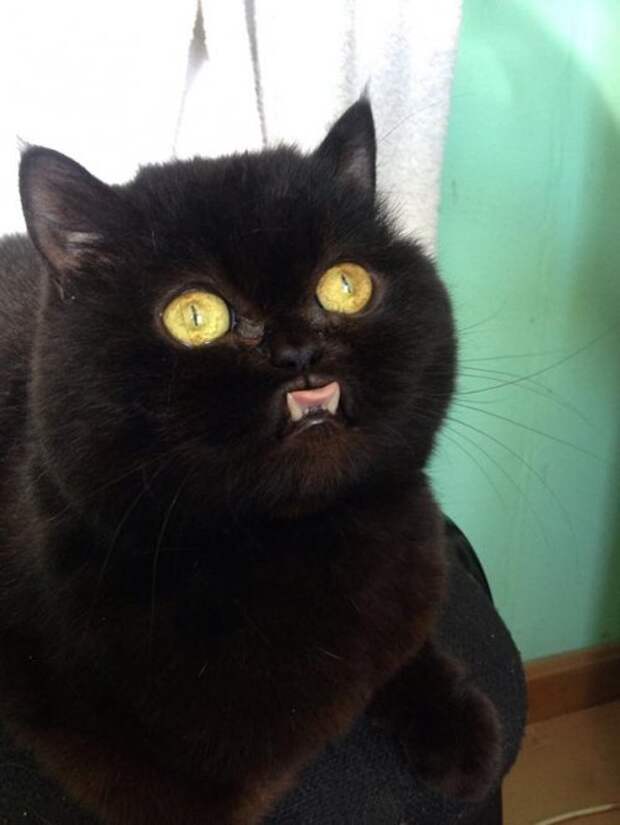 Животные-очаровашки (26 фото)