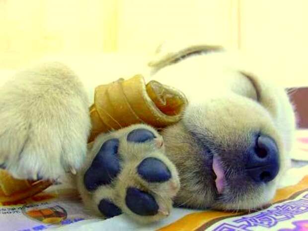 5.16.15 - Cutest Sleeping Puppies12