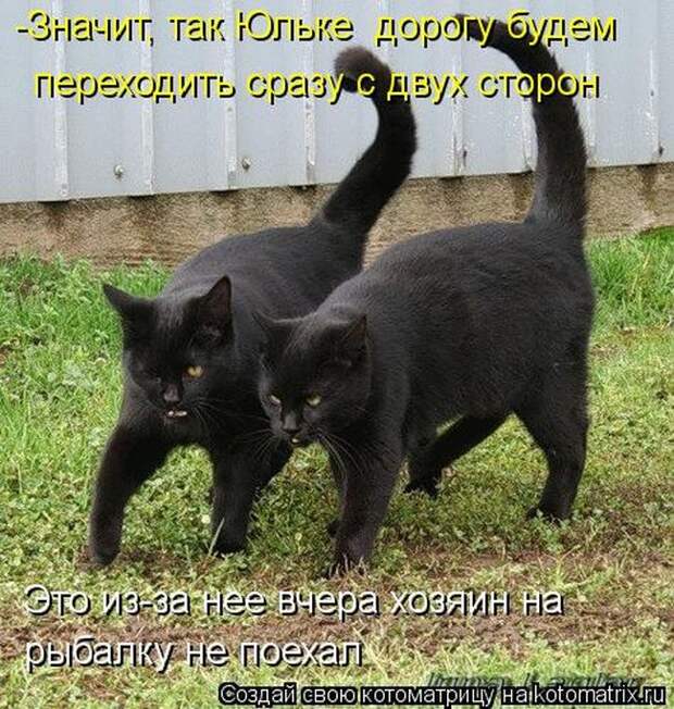 Лучшие котоматрицы недели (50 фото)