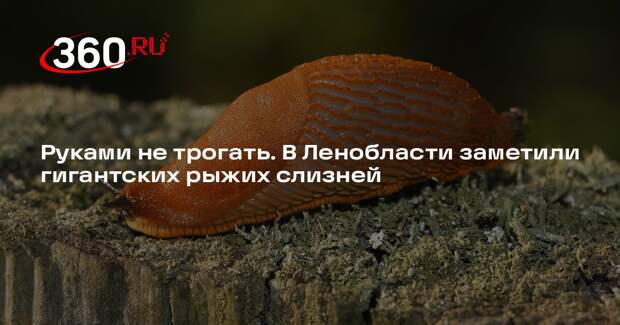 Росприроднадзор сообщил об активизации испанских рыжих слизней в Ленобласти