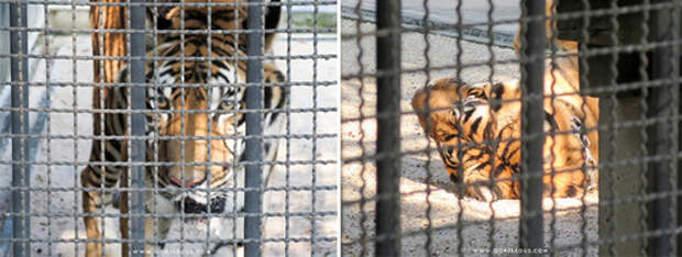 Tiger Samphran Elephant Ground & Zoo Ratchaburi Thailand.jpg