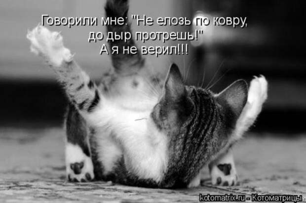 Котоматрица недели (31 фото)