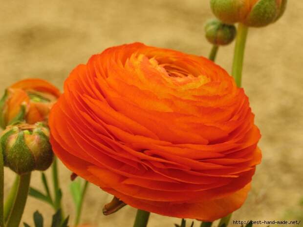 ranunculus-asiaticus-flower (700x525, 233Kb)