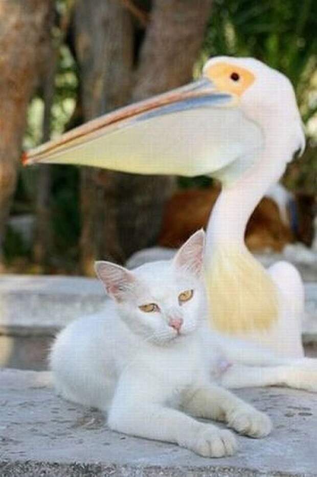 InterspeciesFriends25 InterspeciesFriends25 Самые трогательные примеры дружбы среди животных
