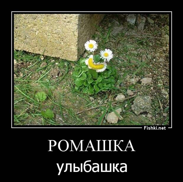 Демотиваторы демотиваторы, прикол, смех, юмор
