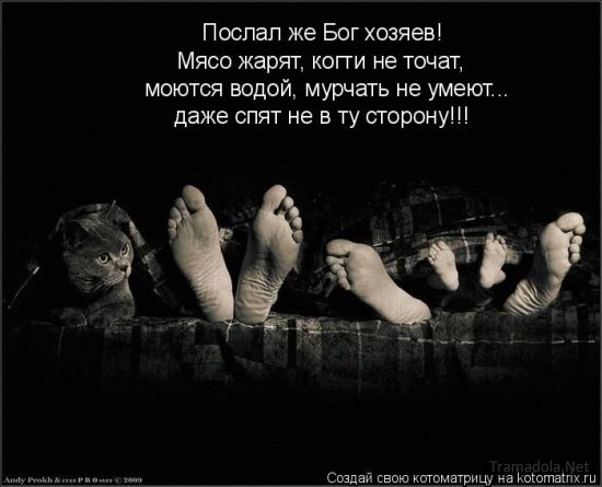 Подборка Котоматриц 2010 - Выпуск 28