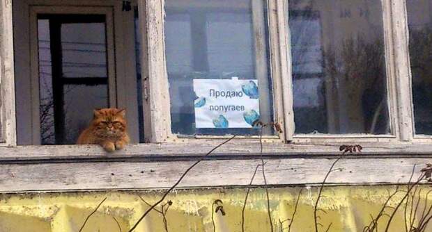 Бизнес с нуля и без вложений. Реальные истории "успеха"  бизнес, прикол, юмор