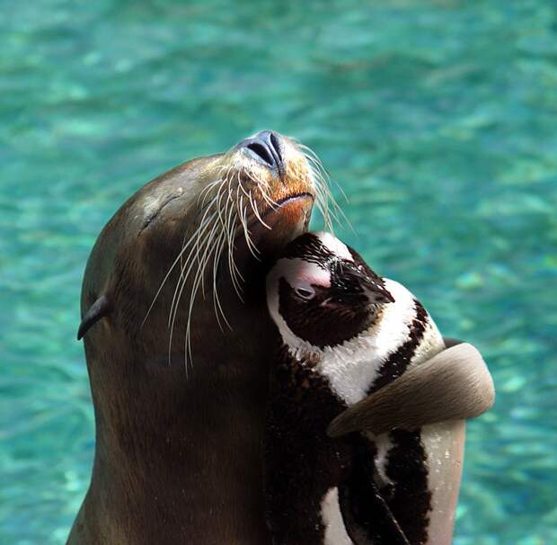InterspeciesFriends15 InterspeciesFriends15 Самые трогательные примеры дружбы среди животных