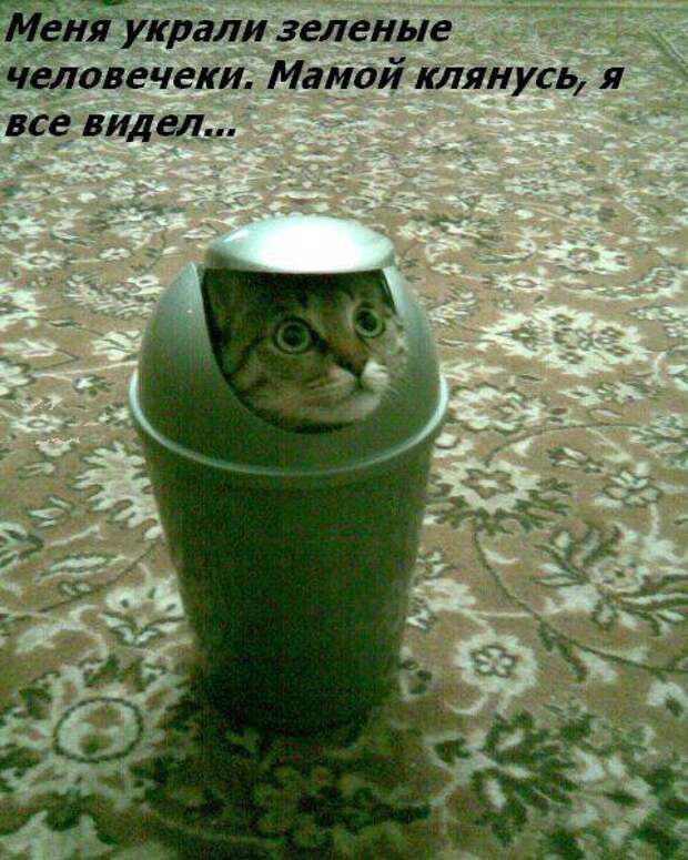 Жизнь кошачья :) (39 фото)