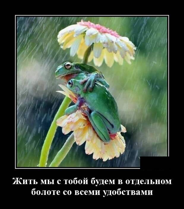 Демотиваторы