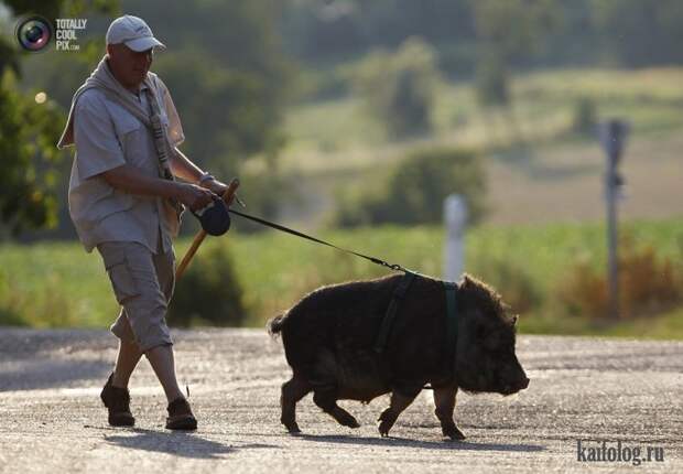 Необычные домашние животные (55 фото) Необычные домашние животные (55 фото)
