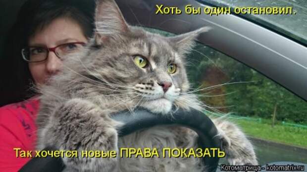 Лучшая котоматрица недели (30 фото)