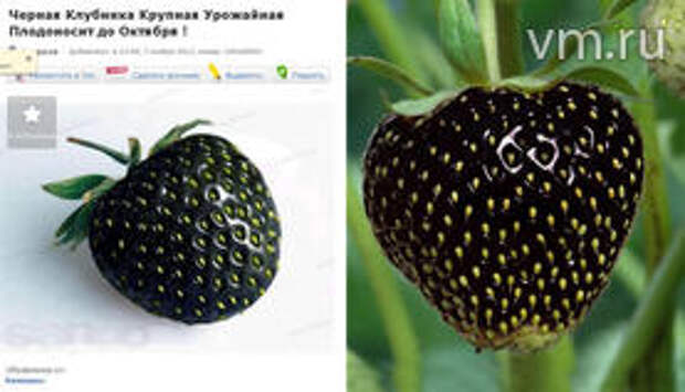 На левом фото объявление о продаже семян несуществующей черной клубники. На правом – обычная красная ягода, которую для эксперимента мы перекрасили в черный цвет