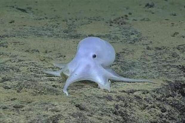 В Тихом океане ученые нашли осьминога-призрака