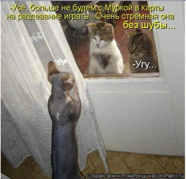 Котоматрица