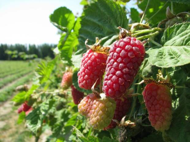 Логанберри, Логанова ягода, или ягода Логана (Loganberry) Логанберри, Логанова ягода, или ягода Логана (Loganberry)