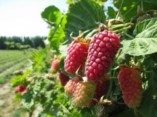 Логанберри, Логанова ягода, или ягода Логана (Loganberry)