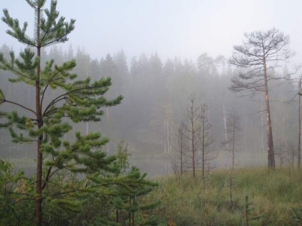 Утренний туман. карелия, природа, россия