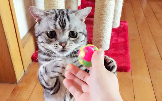 Свежий претендент на звание самого грустного котика на свете