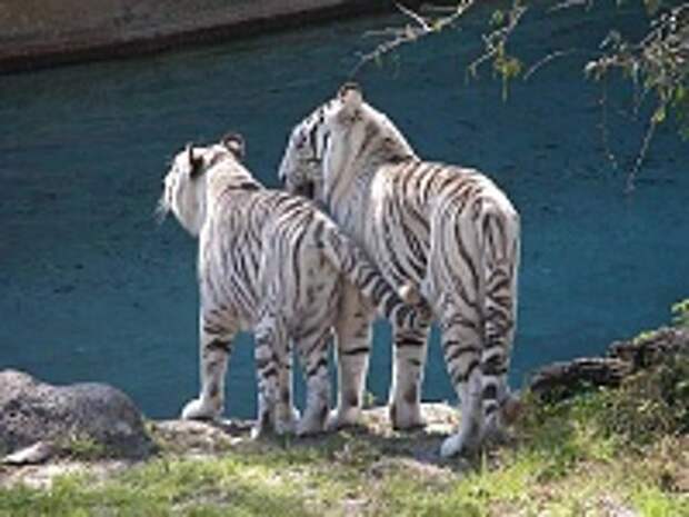 Белые тигры 35