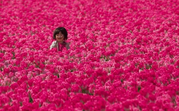 Девочка в тюльпановых полях, Голландия в мире, животные, люди, фото