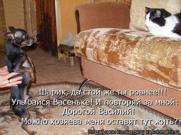 фотографий животных с подписями (50 фото)