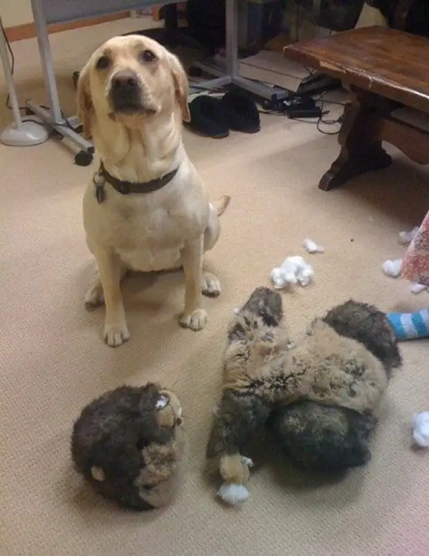 Проделки собак. Проделки собак. Проделки собак в квартире. Собачьи проделки. Проделки собак.