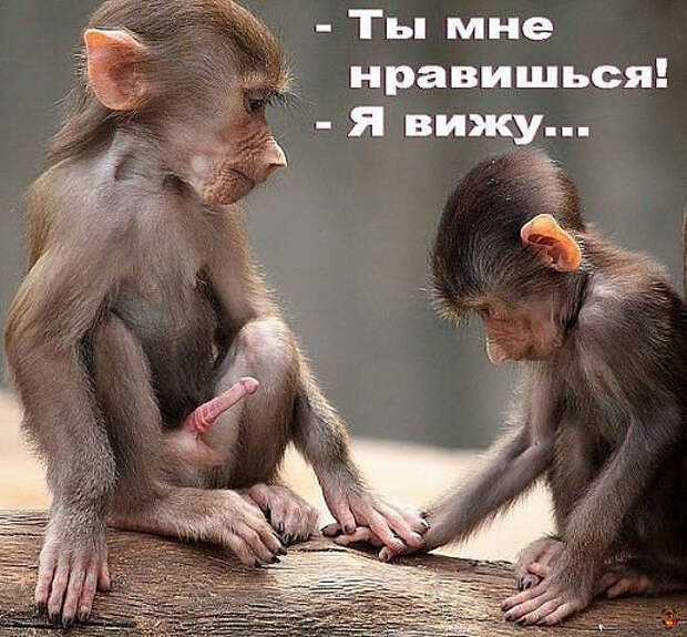 А обезьяны член (517x480, 232Kb)