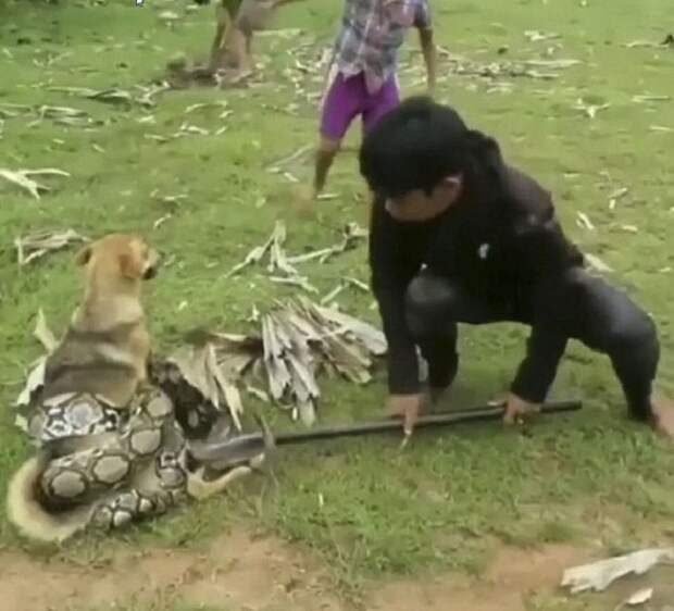 Собака, змея и мальчик