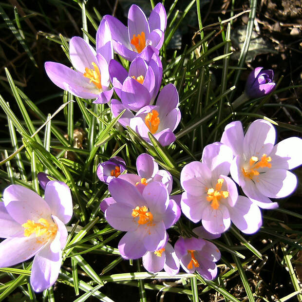 Безвременники – осенний праздник цветения