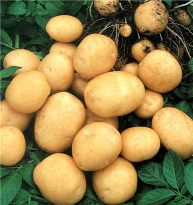 картофель от кашля