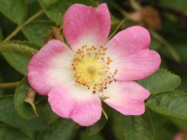 Шиповник ржаво-красный (Rosa rubiginosa)
