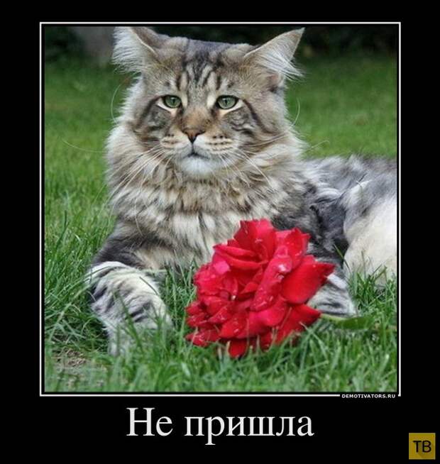 Подборка демотиваторов 30. 10. 2014 (32 фото)