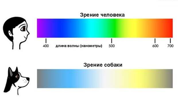 1. Собаки не различают цвета животные, мифы, собаки