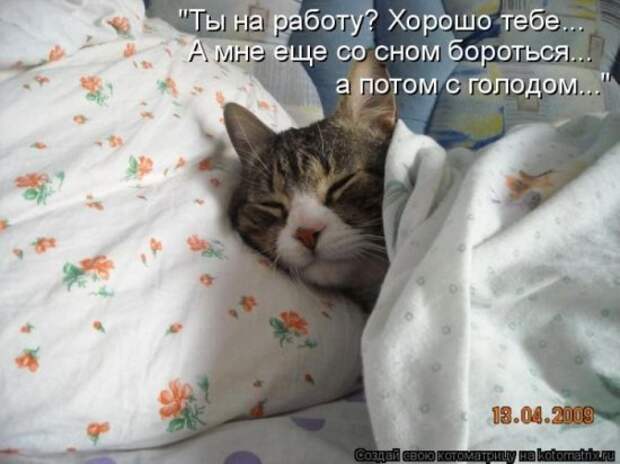 Котоматрица 26